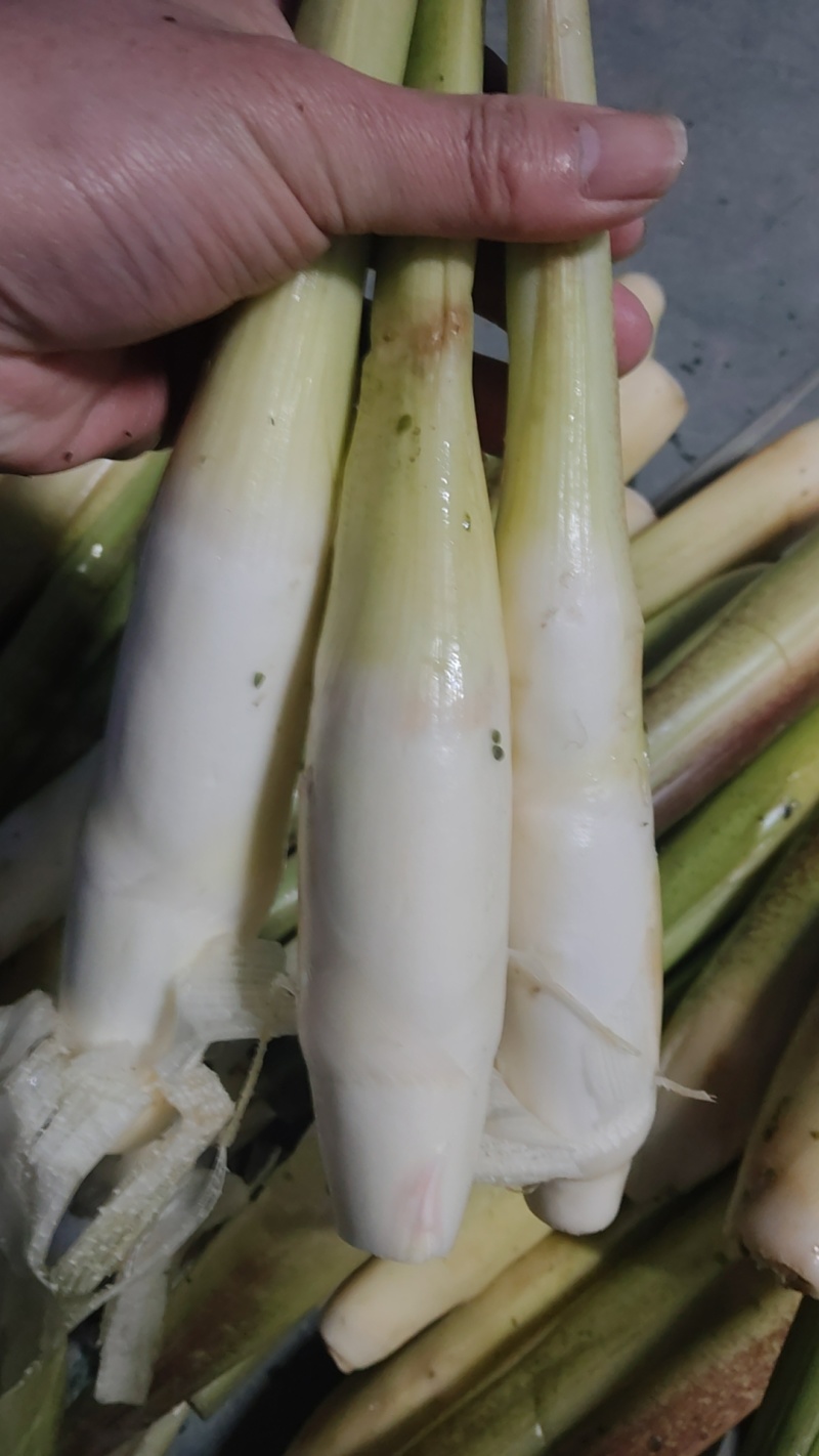 二六年鲜货茭白上市