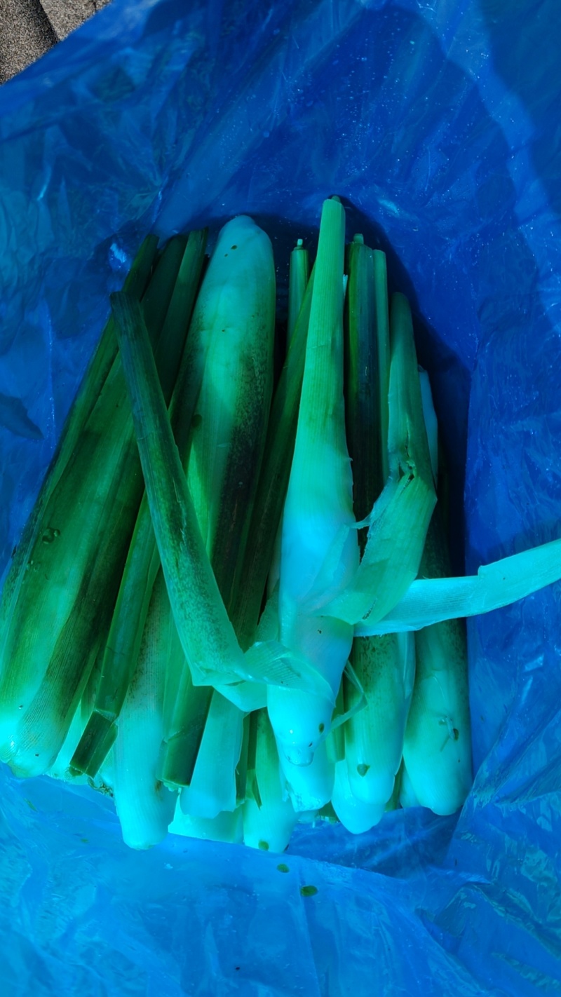 二六年鲜货茭白上市