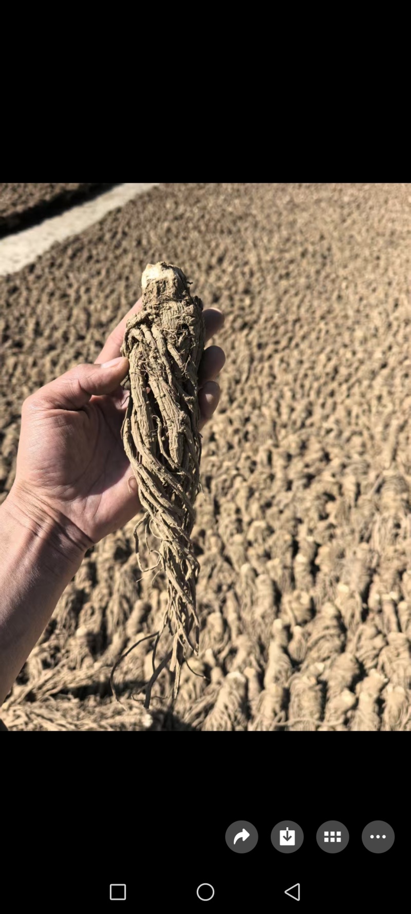 自种甜当归，鲜货，量大品质好，对接全国各地的商家。