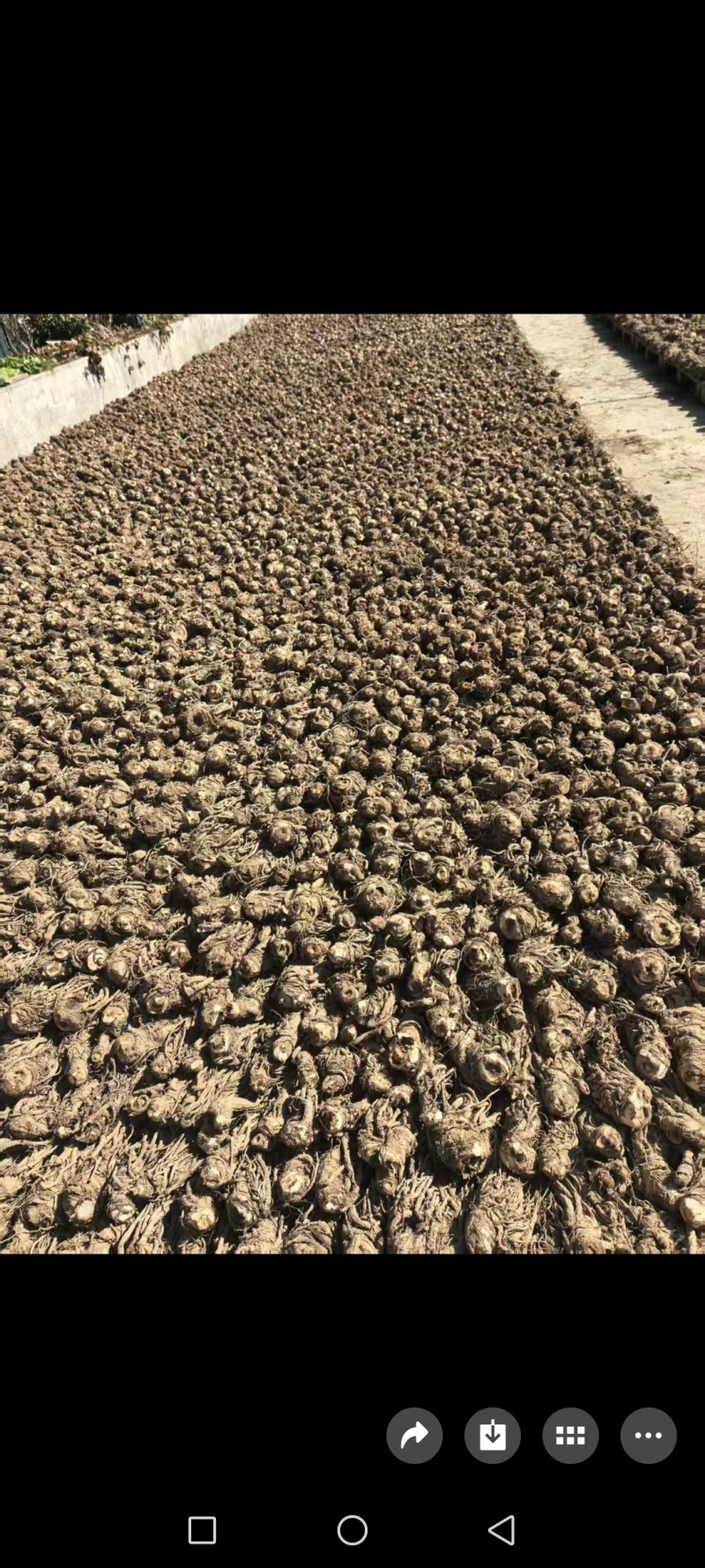 自种甜当归，鲜货，量大品质好，对接全国各地的商家。