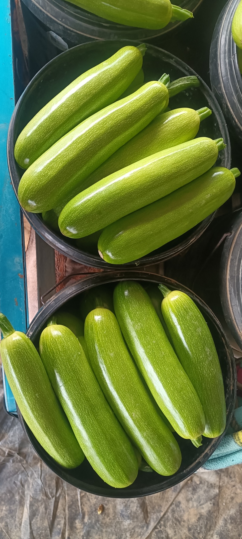 绿皮西葫芦