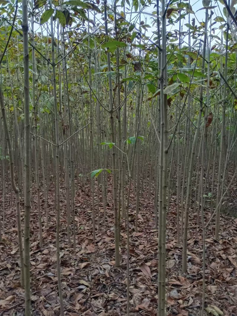 1公分七叶树挥泪大甩卖质量好，价格低，一手货源