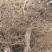 各种规格型号占地用梨树