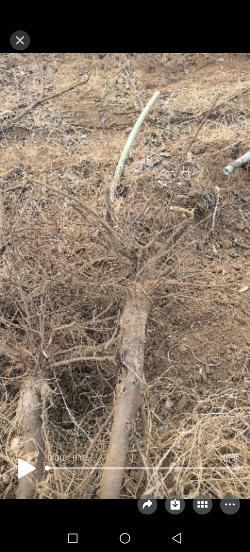 各种规格型号占地用梨树