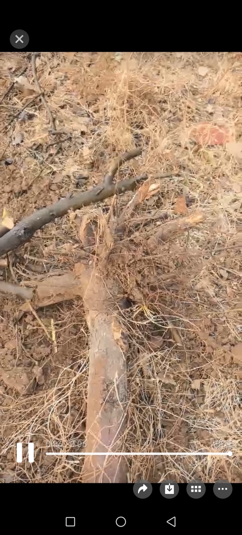 各种规格型号占地用梨树