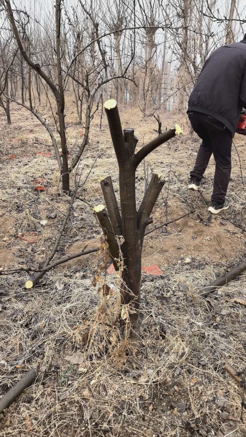 各种规格型号占地用梨树