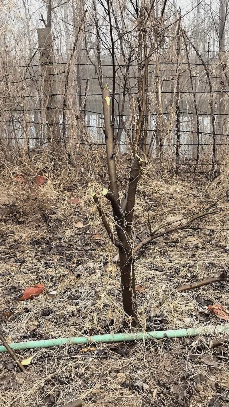 各种规格型号占地用梨树