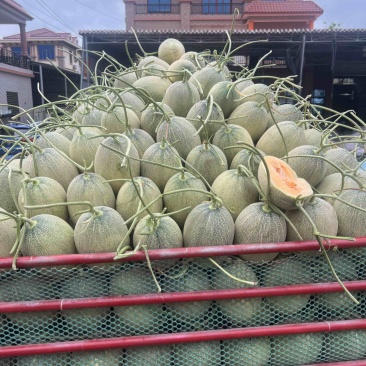 海南乐东哈密瓜