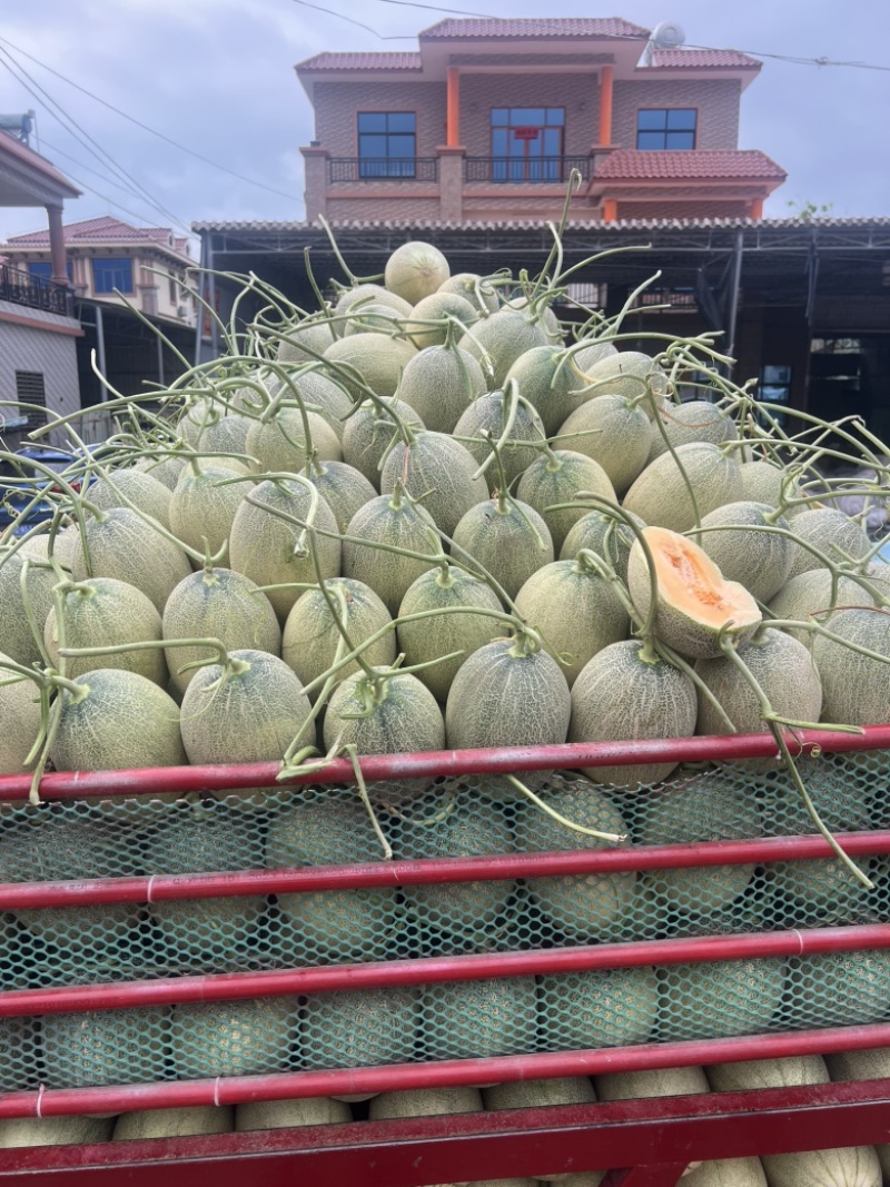 海南乐东哈密瓜