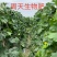 大量元素水溶肥生态氮钾诚信经营对接批发零售