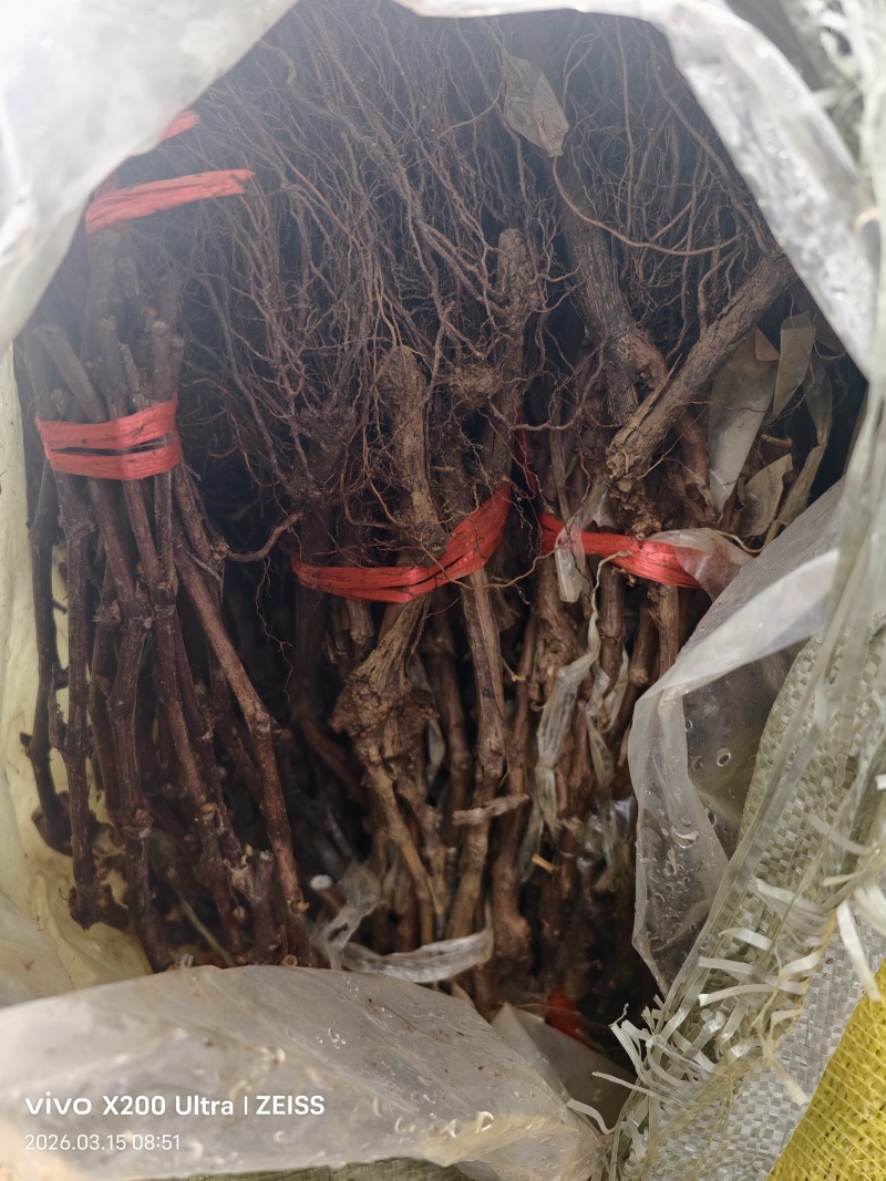 101-14妮娜皇后苗