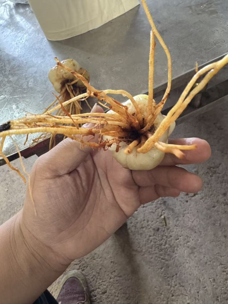 百合种球一等品