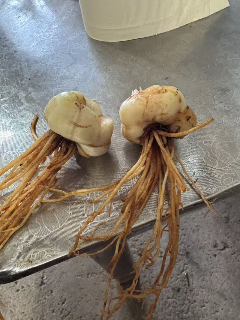 百合种球一等品