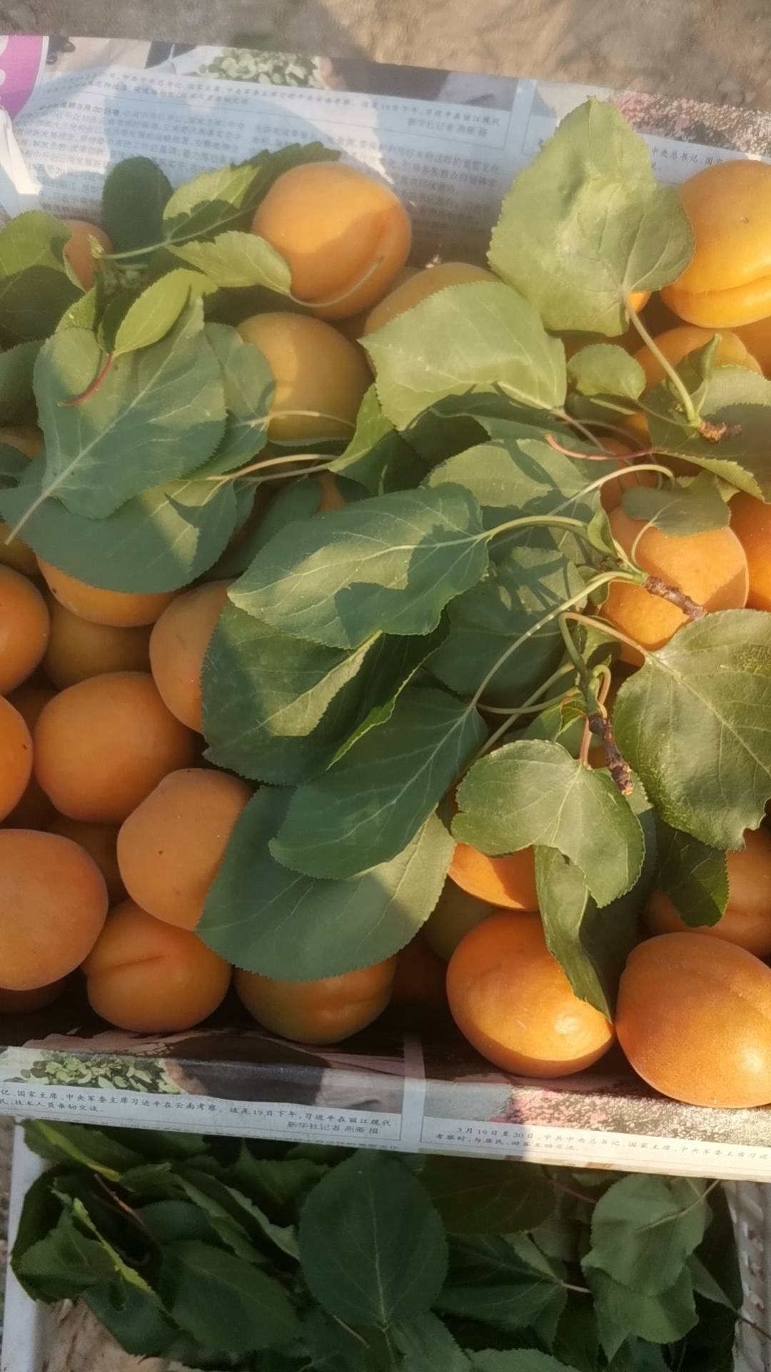 金太阳，香白杏
