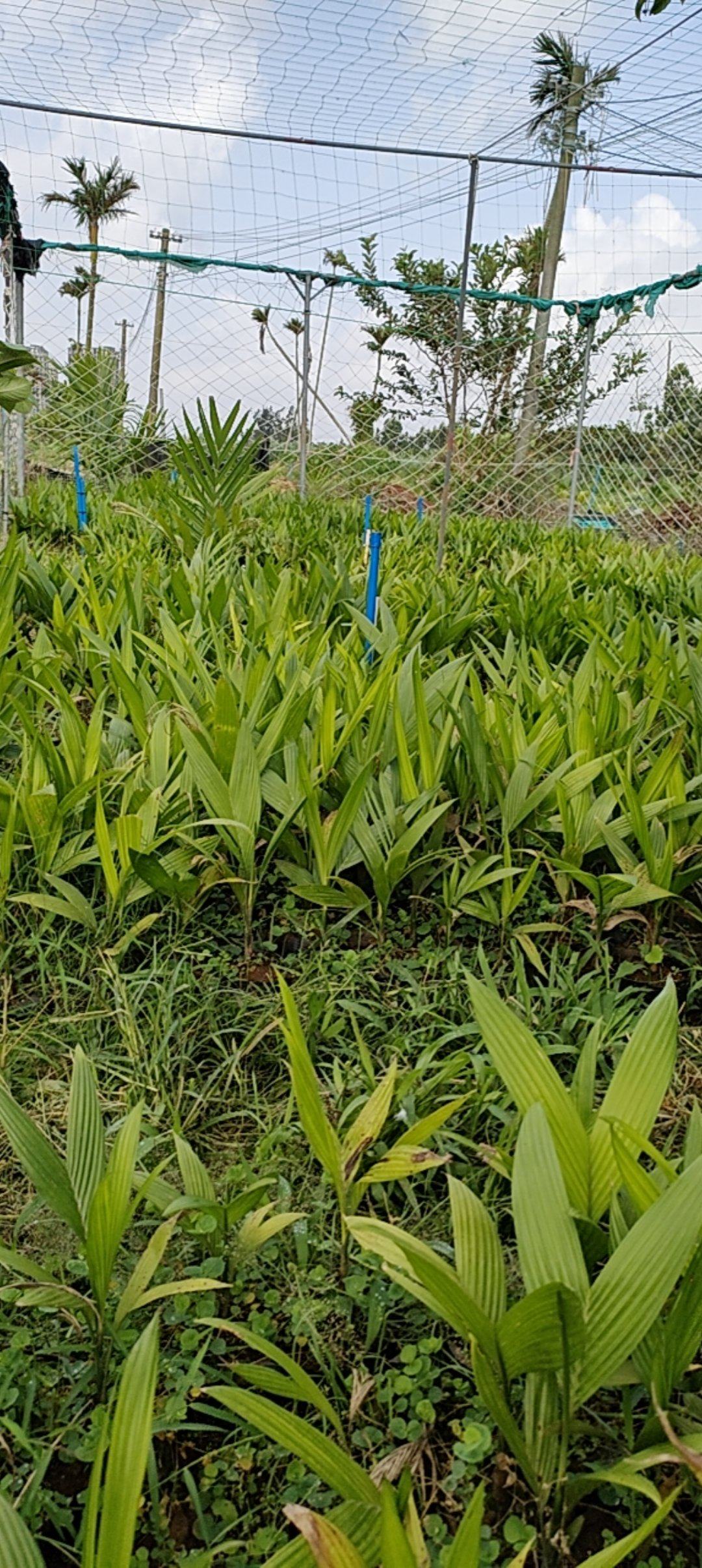 海南文昌矮节槟榔苗周边对接，可上门。