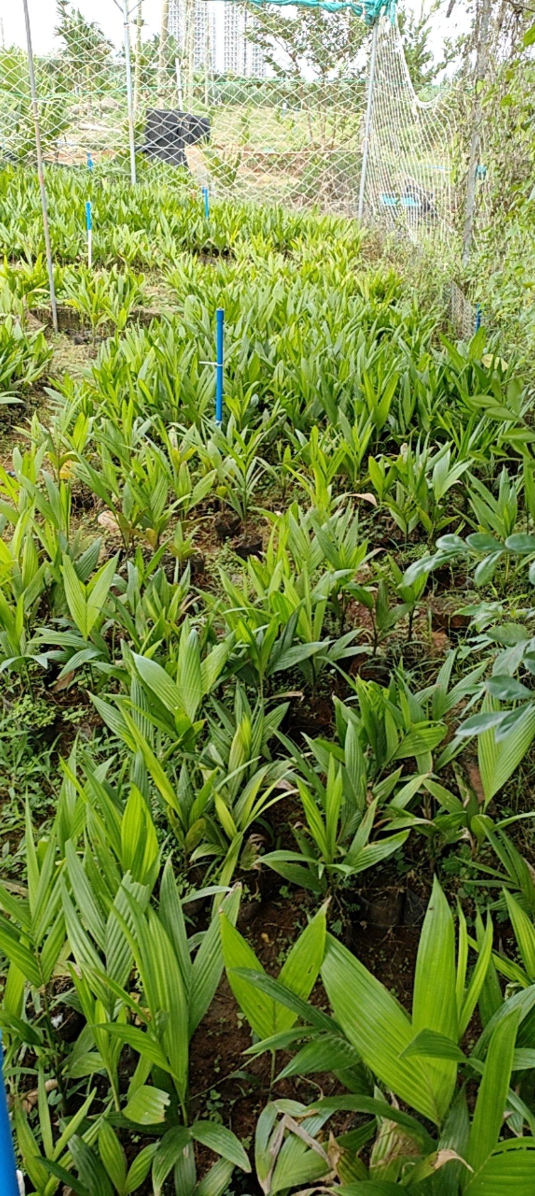 海南文昌矮节槟榔苗周边对接，可上门。