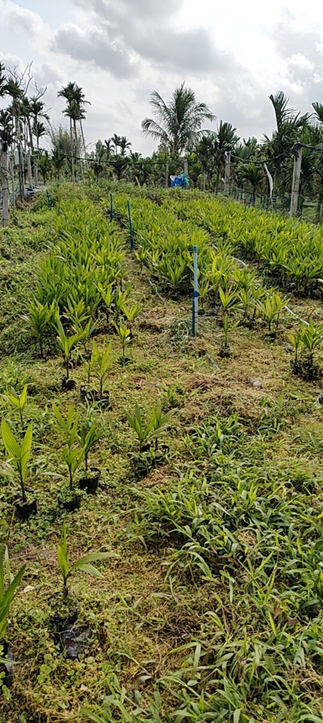 海南文昌矮节槟榔苗周边对接，可上门。