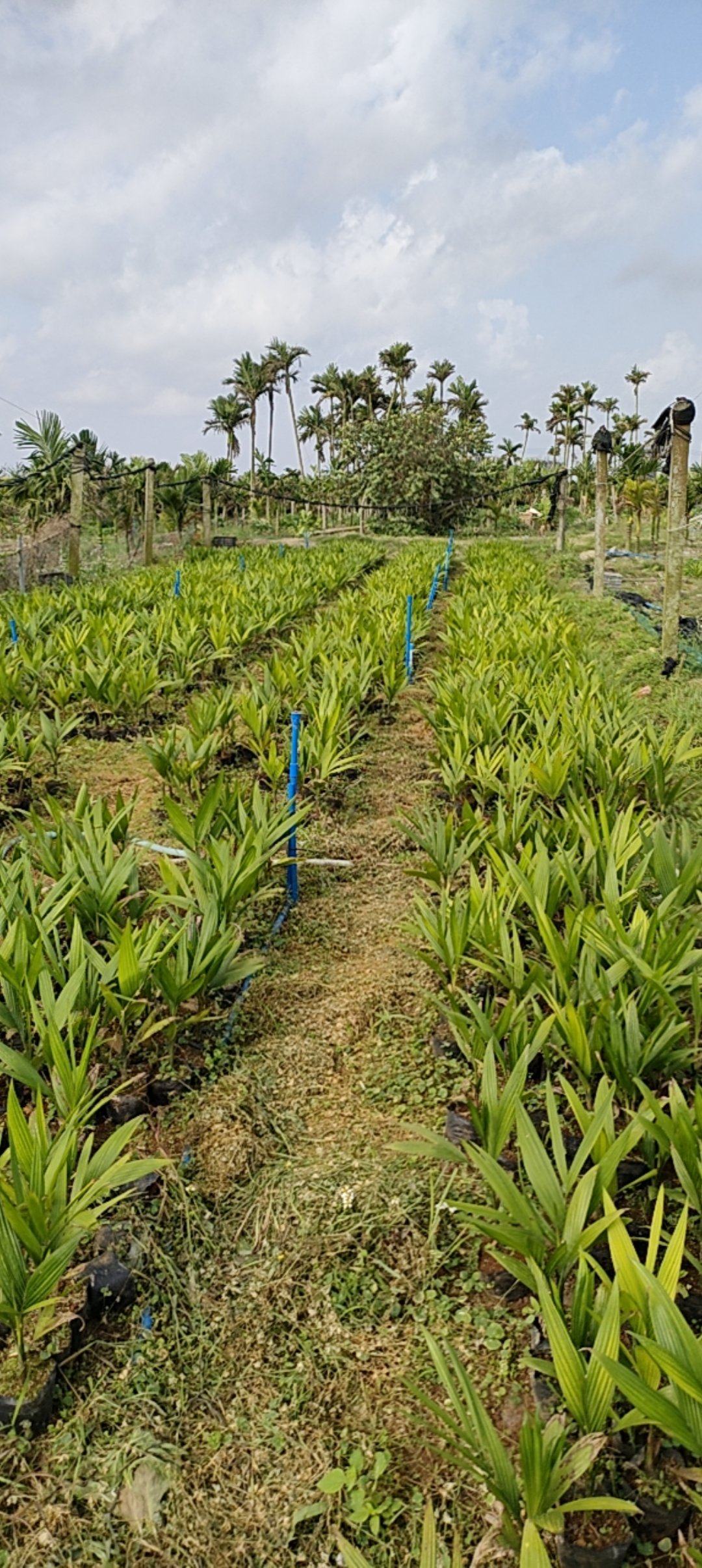 海南文昌矮节槟榔苗周边对接，可上门。