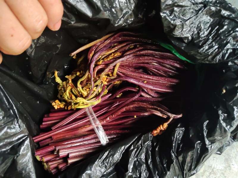 跟条粗的苦蕨