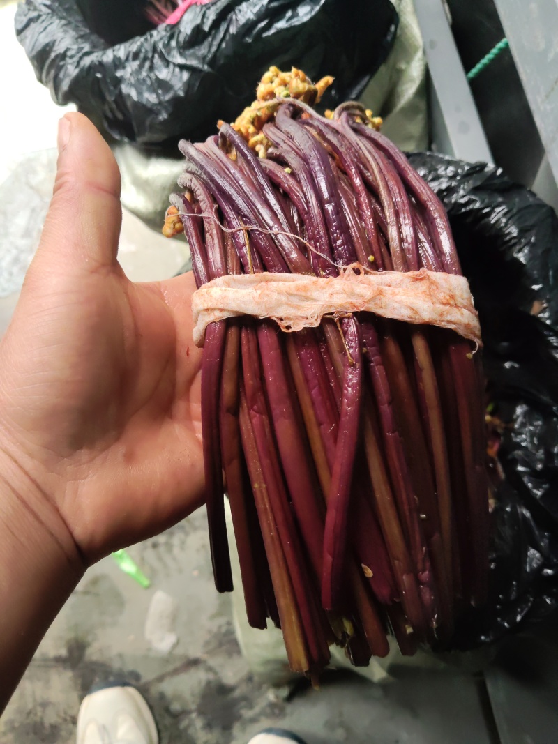 跟条粗的苦蕨