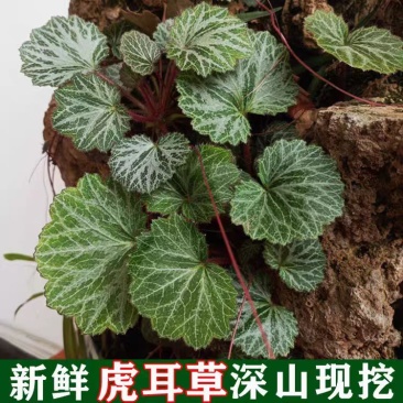 新鲜植物虎耳草金丝荷叶盆栽绿植假山观赏造景药用吊兰