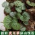 新鲜植物虎耳草金丝荷叶盆栽绿植假山观赏造景药用吊兰