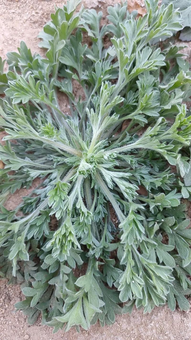 山东野生菌陈，干白蒿销售代收-野生手选/净货