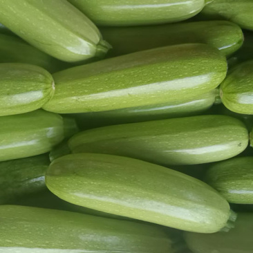 精品三月瓜个头均匀价格优美大量有货