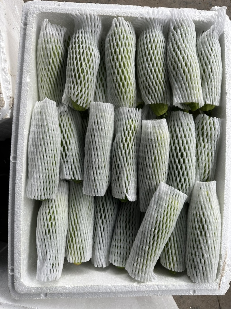精品三月瓜个头均匀价格优美大量有货