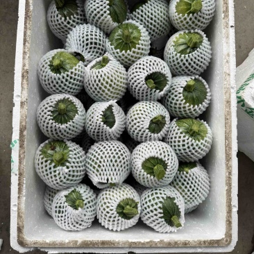 精品地南瓜个头均匀价格优美大量有货