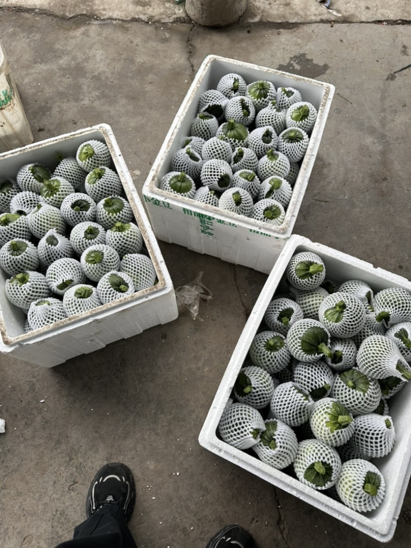 精品地南瓜个头均匀价格优美大量有货