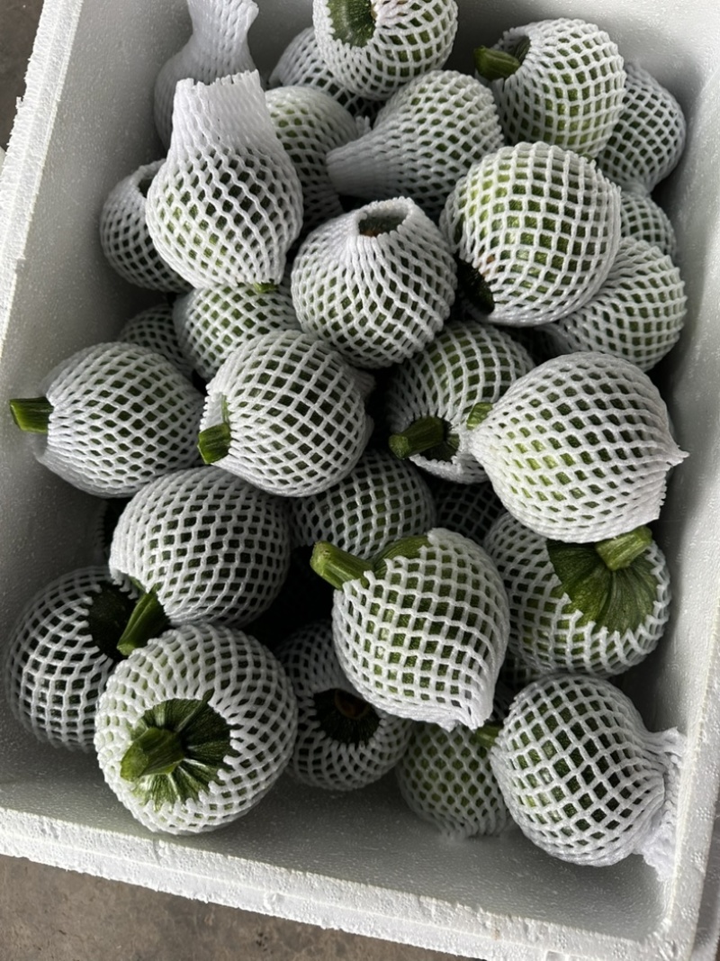 精品地南瓜个头均匀价格优美大量有货