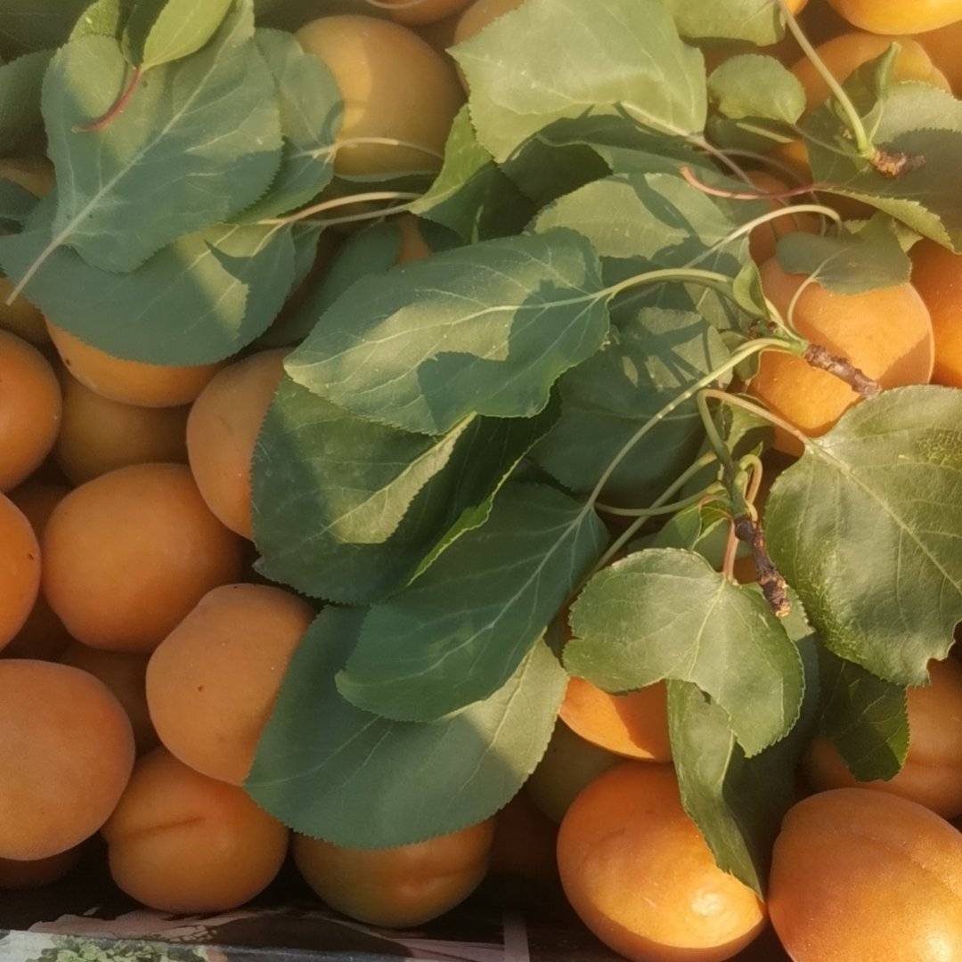 金太阳，香白杏