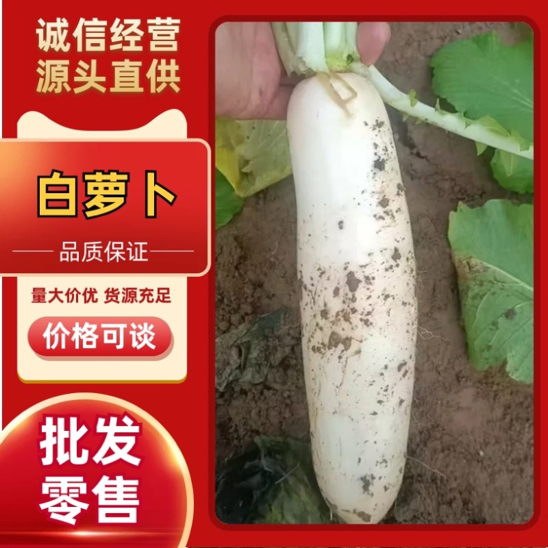 湖北天门泥萝卜/产区直发/货源充足/大量有货