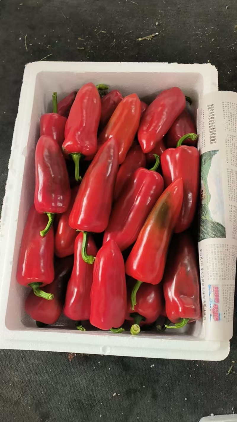 红泡椒