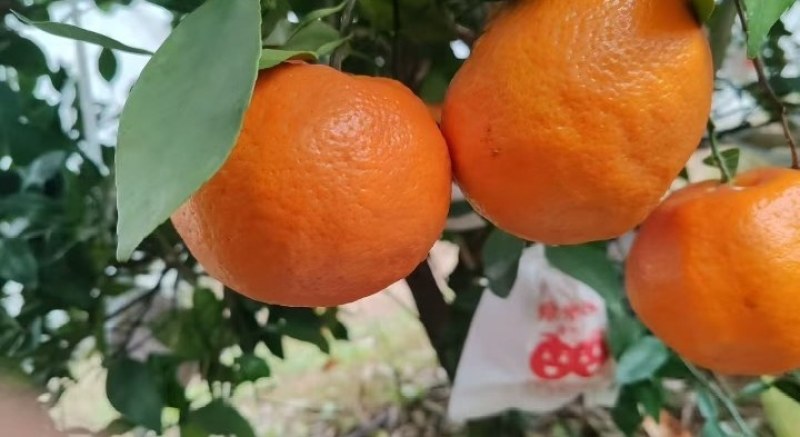 春见耙耙柑