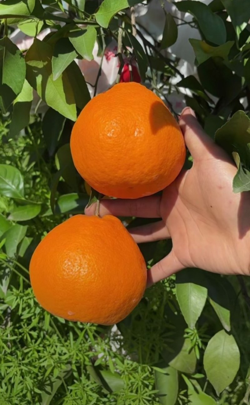 春见耙耙柑