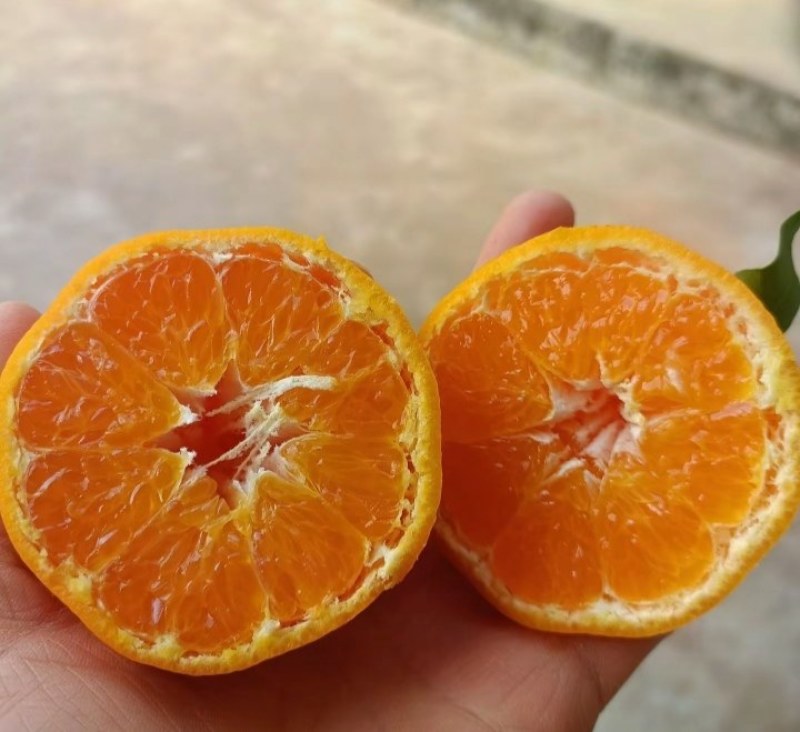 春见耙耙柑