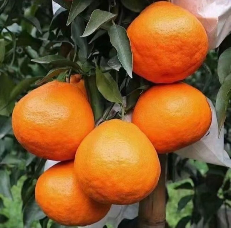 春见耙耙柑