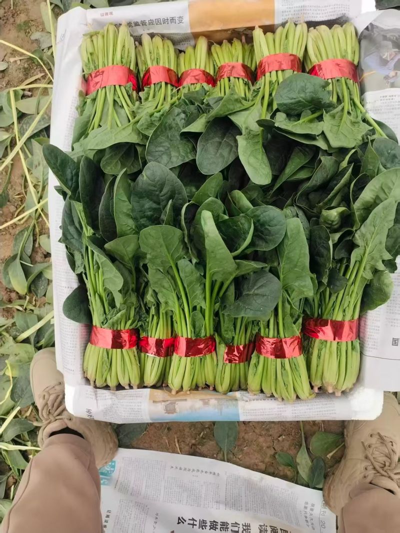 菠菜叶面好颜色绿产地代办托运可精加工有专业打包团队