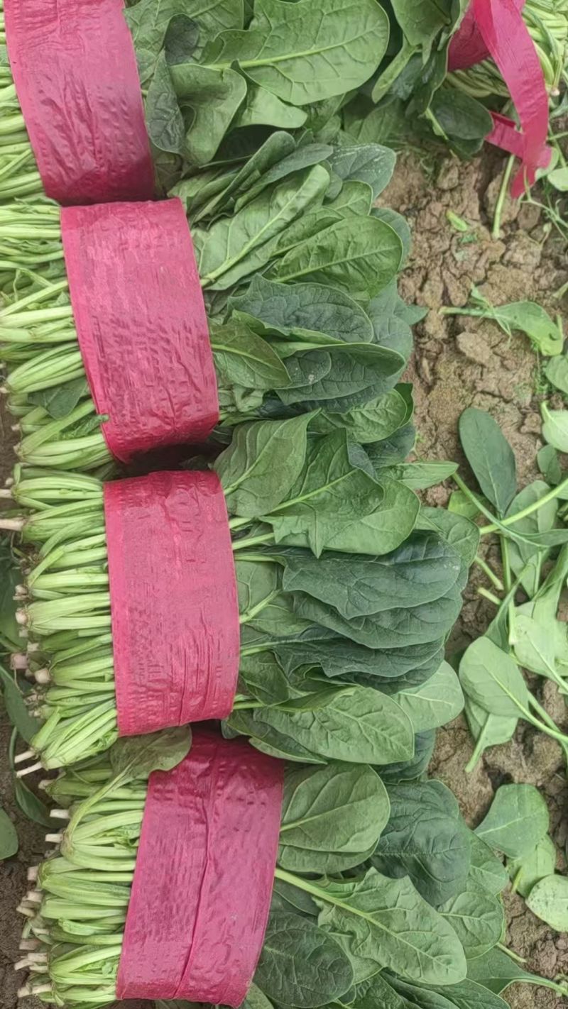 菠菜叶面好颜色绿产地代办托运可精加工有专业打包团队