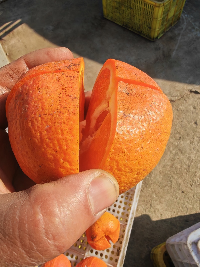 新鲜陈皮