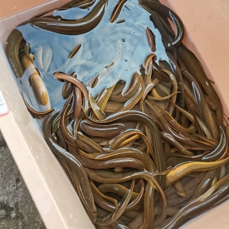 纯野生黄鳝批发