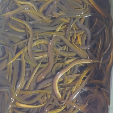 纯野生黄鳝批发
