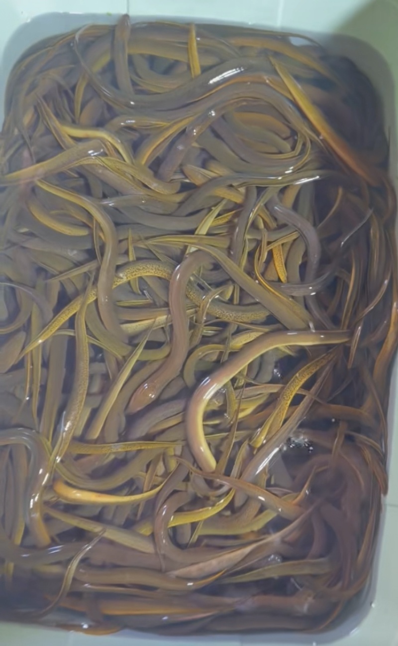 纯野生黄鳝批发