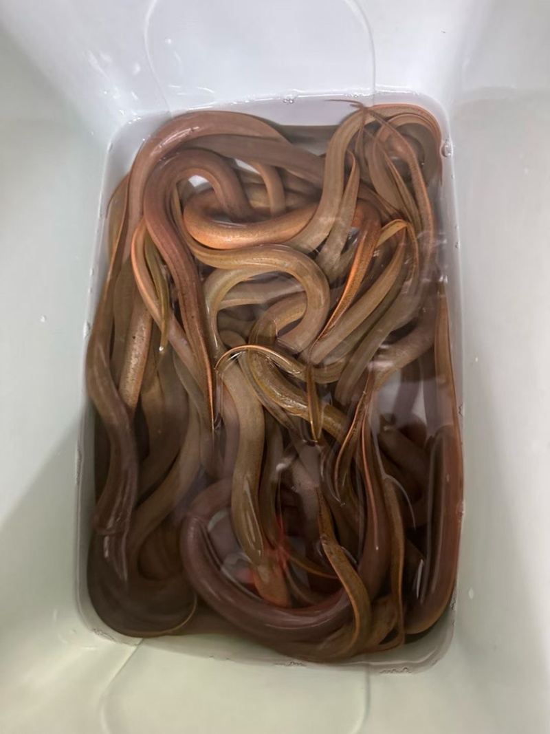 纯野生黄鳝批发
