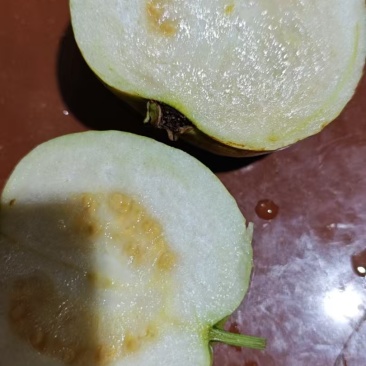 广西玉林北流珍珠白番石榴软糯香甜可口一级货