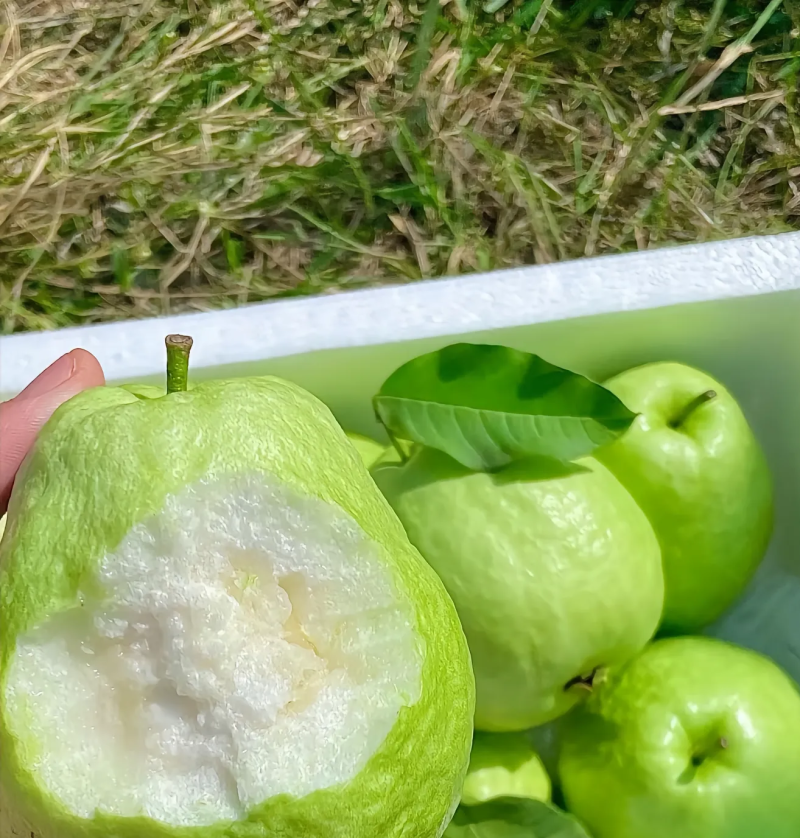 广西玉林北流珍珠白番石榴软糯香甜可口一级货