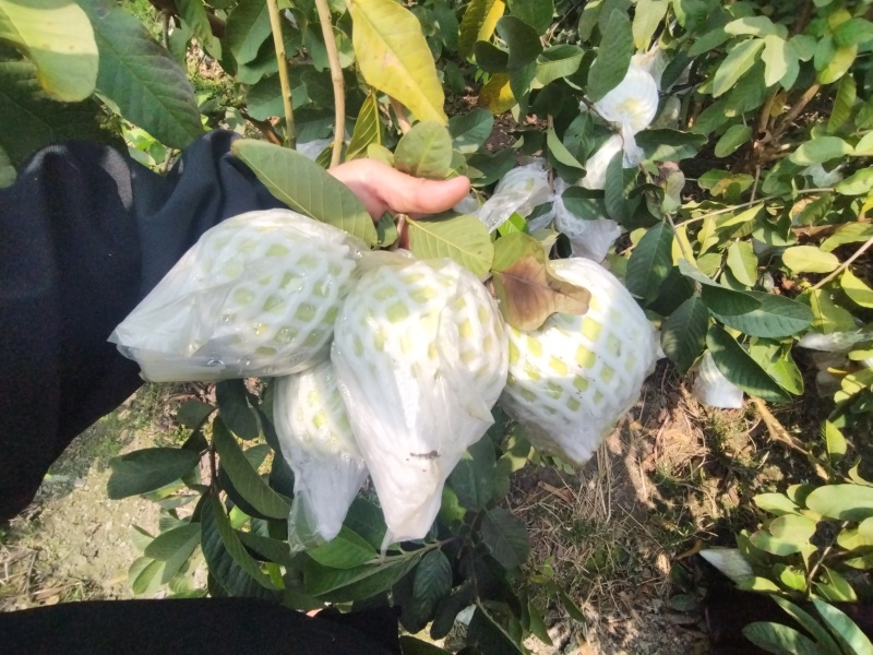 广西玉林北流珍珠白番石榴软糯香甜可口一级货