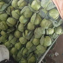 甘肃定西精品甘蓝大量上市货源充足，诚信代办，欢迎采购